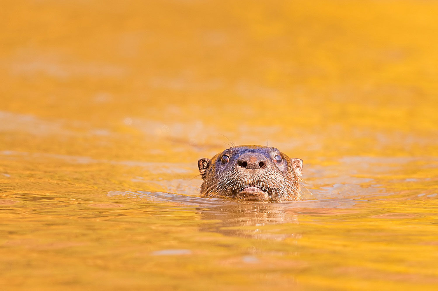 River otter San Juan